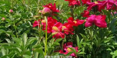 《食志不渝》