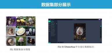 基于改进YOLOv5的菌菇检测及分类算法的研究与应用