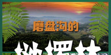 《磨盘沟的桫椤林》