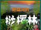 《磨盘沟的桫椤林》